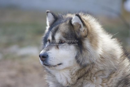 Descriere, fotografii și prețuri în Alaskan Malamute