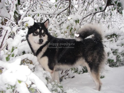 Descriere, fotografii și prețuri în Alaskan Malamute