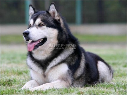 Descriere, fotografii și prețuri în Alaskan Malamute