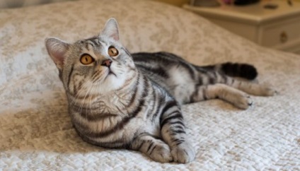 American Shorthair pisica fotografie, descrierea rasei, preturi