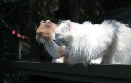 American curl - descrierea rasei, fotografie