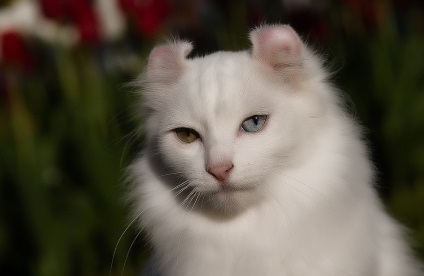 American curl - descrierea rasei, fotografie