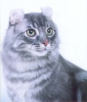 American Curl - rasa de pisici