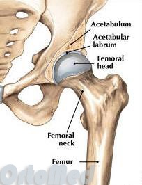 Anatomia articulației șoldului - articulația șoldului - ortopedie - articole