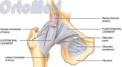 Anatomia articulației șoldului - articulația șoldului - ortopedie - articole