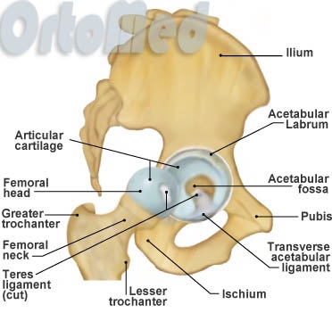Anatomia articulației șoldului - articulația șoldului - ortopedie - articole