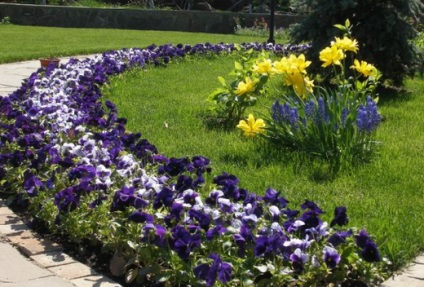 Pansies, idei frumoase pentru grădină