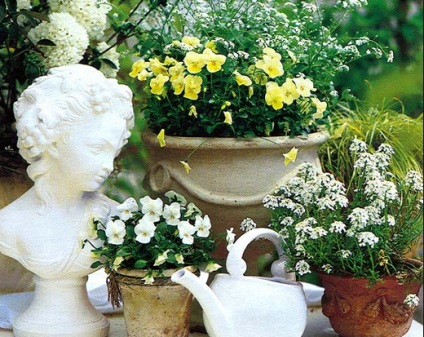 Pansies, idei frumoase pentru grădină