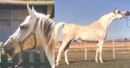 Arab lófajták - lovakról szóló site