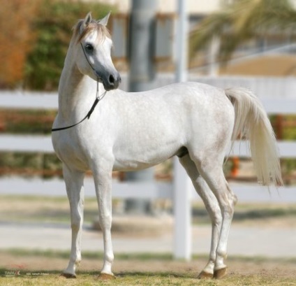 Arab lófajták - lovakról szóló site