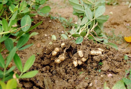 Arahide plantare și creștere în mijlocul benzii