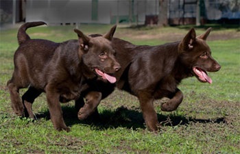 Ausztrál Kelpie