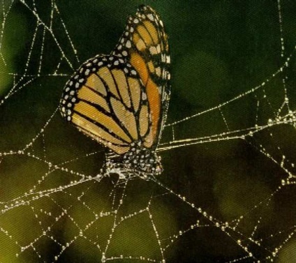 Butterfly monarh, prins într-o rețea - fotografie 498-17