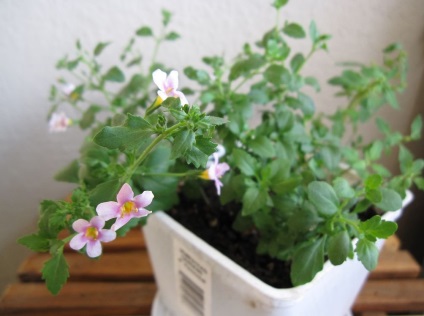 Bacopa fotografie și specie, cultivarea și îngrijirea unei flori