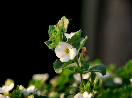 Bacopa fotografie și specie, cultivarea și îngrijirea unei flori