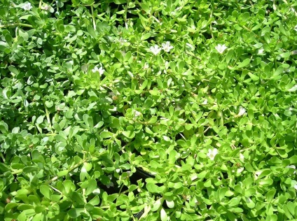 Bacopa fotografie și specie, cultivarea și îngrijirea unei flori