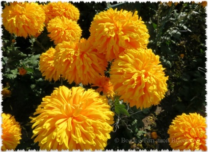 O minge de crizanteme în grădina botanică Nikitsky, o călătorie cu Tatyana Vyotka