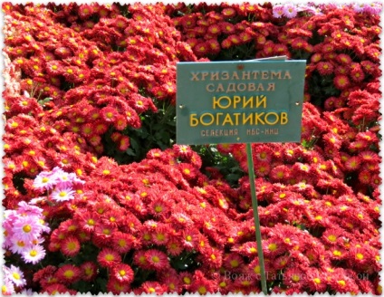 O minge de crizanteme în grădina botanică Nikitsky, o călătorie cu Tatyana Vyotka