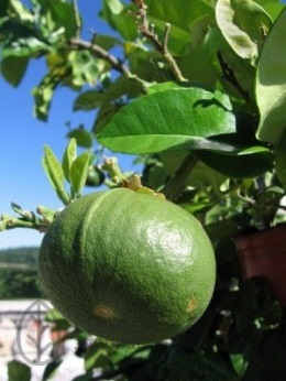 Bergamot, plante medicinale, aplicații, recenzii, proprietăți utile, contraindicații, formulă