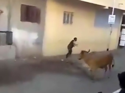 O vacă nebună a atacat un om care se întoarce de la muncă - știri amuzante, curioase și ciudate
