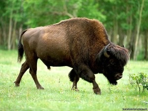 Vase de bizon, yaks și bivoli - supraviețuire în sălbăticie și situații extreme