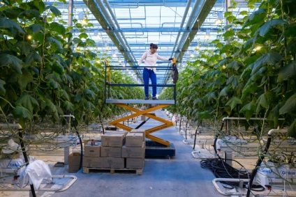 Mai mult de 10 mii tone de legume au fost cultivate în - seră - pentru 2016 - știri din regiunea Sahalin