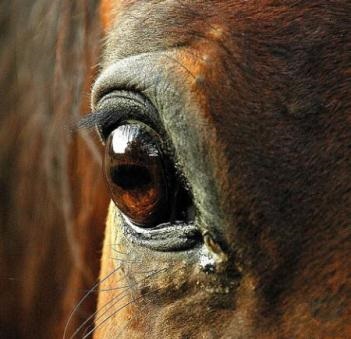 Boli ale ochilor la cai