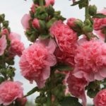 Bolile și dăunătorii de trandafiri și cum să se ocupe de acestea
