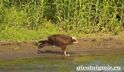 Marsh Harrier Bird