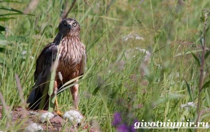 Marsh Harrier Bird