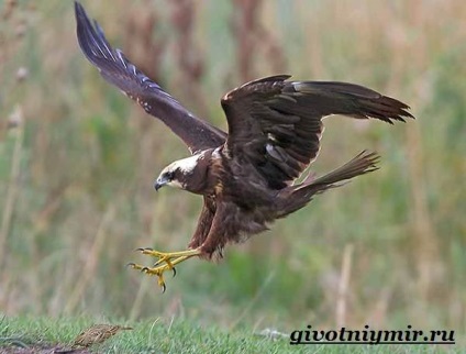 Marsh Harrier Bird