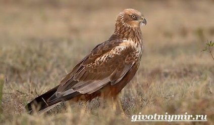 Marsh Harrier Bird