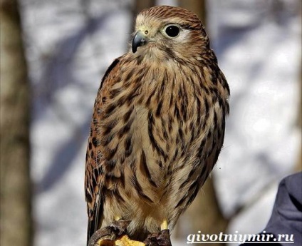 Marsh Harrier Bird