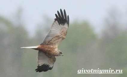 Marsh Harrier Bird