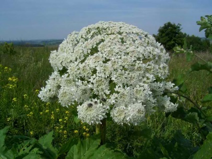 Borshchevica iarba - o plantă otrăvitoare, proprietățile de vacă, vacă comună siberiană, vacă comună comună,