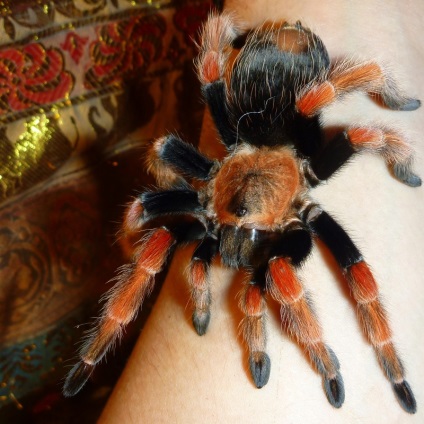 Brachypelma boehmei