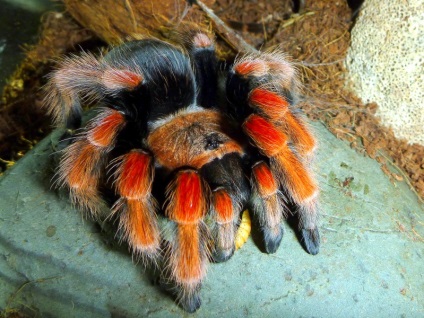 Brachypelma boehmei