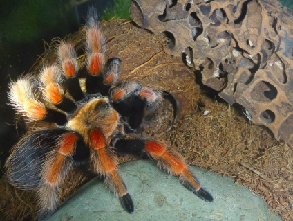 Brachypelma boehmei