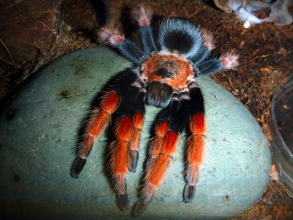 Brachypelma boehmei