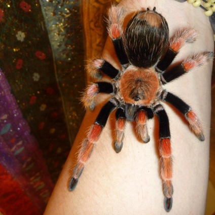 Brachypelma boehmei