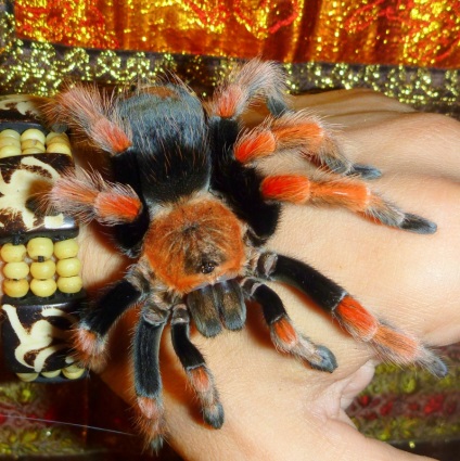 Brachypelma boehmei