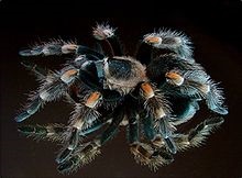 Brachypelma smithi este