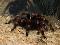 Brachypelma smithi van