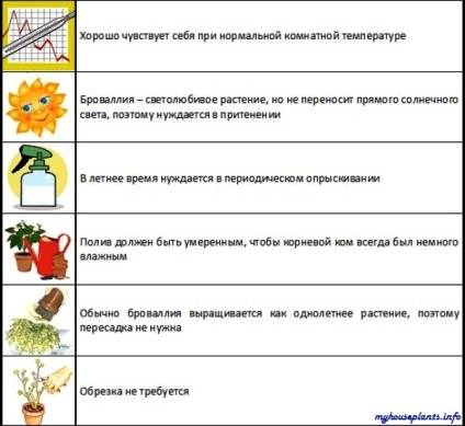 Brallia frumoasă - plantele mele de interior