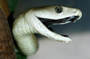 Black Mamba