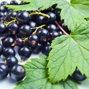 Caracteristicile medicinale de coacăze negre de frunze