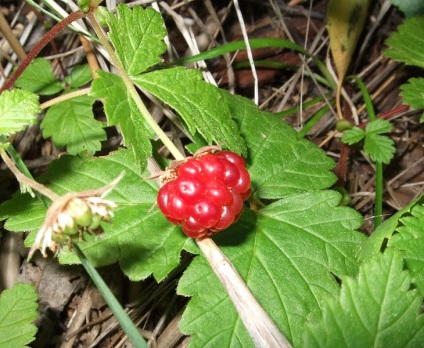 Cine sunt cele cinci cele mai rare fructe de padure ale Rusiei, în pădurea shiksha