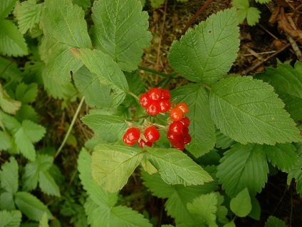 Cine sunt cele cinci cele mai rare fructe de padure ale Rusiei, în pădurea shiksha