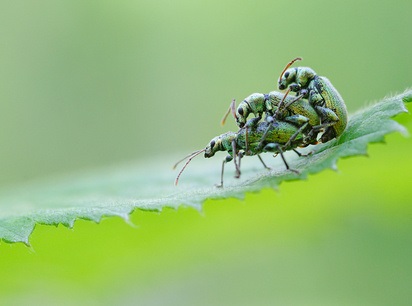 Ce trebuie să știți despre focalizarea în fotografierea macro