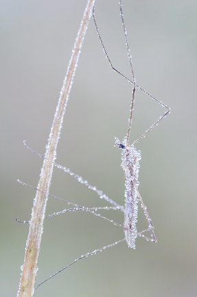 Ce trebuie să știți despre focalizarea în fotografierea macro